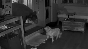6.8K views · 27 reactions | See what happens when a family dog comes face-to-face with a large animal intruder at night. | The Columbus Dispatch | Facebook