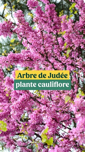 Cercis : pourquoi planter un Arbre de Judée dans son jardin ?
