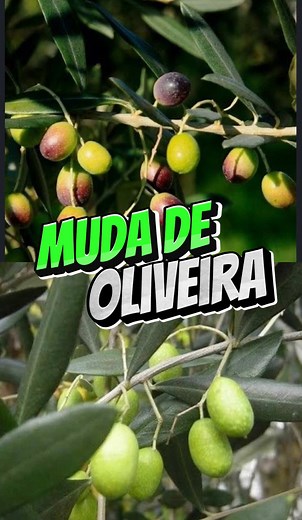 Cultivo de Oliveira: Um Toque de Elegância no Jardim