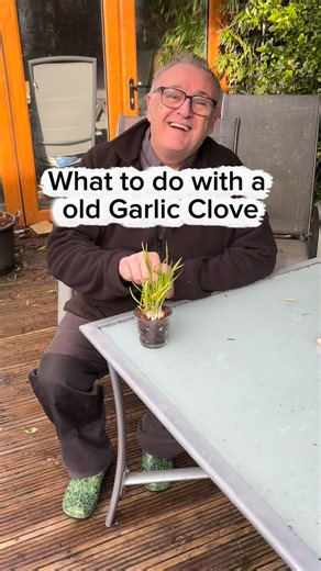 What to do with a old garlic clove #gardening #gardens #plants #garlic #grow | Dave The Plantman