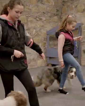 10K views · 420 reactions | Now available on Disney+ "The Secret Life of Dancing Dogs" - watch seven heelwork to music stars train and compete with their talented dogs at Crufts! | Crufts | Facebook