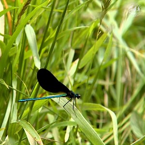 4.3K views · 129 reactions | Take a nature break and join us (and our insect friend) by the river. #InsectWeek | Defenders of Wildlife | Facebook