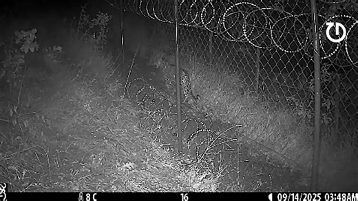 118K views · 777 reactions | ალგეთის ეროვნულ პარკში ფოტოხაფანგმა...