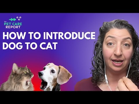 5 Simple Steps to Introduce Your Dog to a Cat