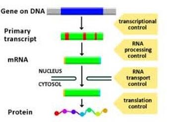 Unit 9 - Gene Regulation