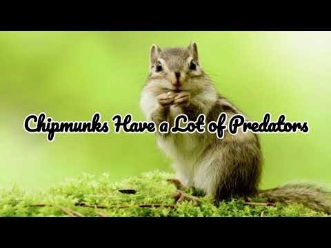 Chipmunk ( Top 10 Facts )