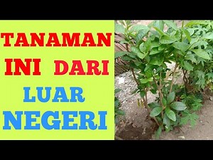 DAUN AFRIKA DAN CARA MENANAMNYA