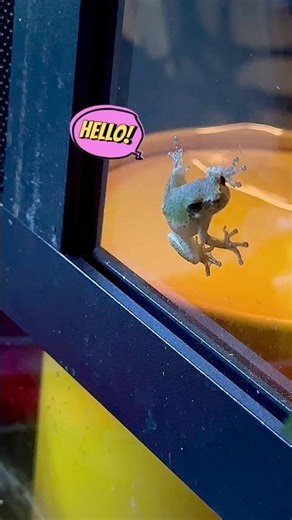 🐸 Cutest Tiny Frogs You Will Ever See