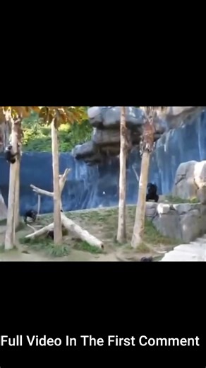 monkey stick fight#2 | Monkey history 2024