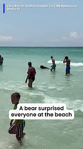 92K views · 819 reactions | Even bears like to take a dip in the Gulf to cool off! #florida #destinbeach #caughtoncamera #swimming | WJHG-TV | Facebook