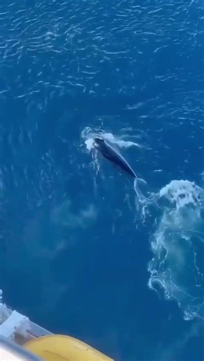 Close Encounter: Huge Whale Captured from Cruise Ship #chefnikhil #viral #travellingchefnikhil