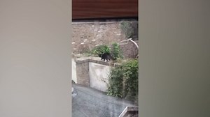 Cat with hands takes grooming seriously