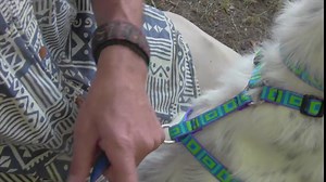 LupinePet Basics 1" Pink 24-38" Adjustable Roman Dog Harness for Large Dogs