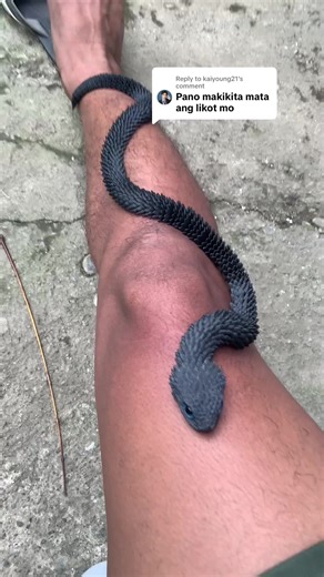 Exciting 3D Snake Toy Gift Ideas