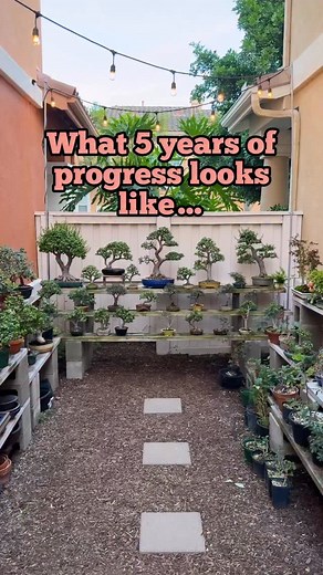 I got this coprosma for $3 from the clearance section @loweshomeimprovement 5 years ago. I never imagined it would’ve looked like it does today. Trust the process. #bonsai #plants #garden #nature #learning | Zane’s Trees