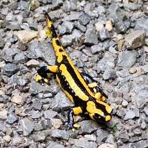 Amphibian Animals: What are they?, Characteristics and More ▷➡️ Postposmo