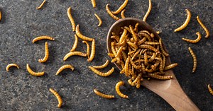 Twenty Insects Are Classified As Food In Singapore, Including Crickets, Locusts, Grasshoppers And Beetle Larvae