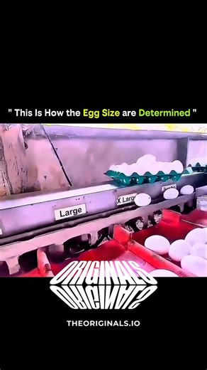 SCIENCE - EXPLAINED on Instagram: "Ever wondered how eggs get labeled small, medium, large, or extra-large? 🥚✨ Here’s the simple but fascinating process: Eggs are placed on a grading conveyor Each egg is weighed with incredible precision A digital system instantly assigns size categories Perfect sorting ensures consistent cartons every time Science + engineering = breakfast perfection 😌🍳 It’s amazing how much precision goes into something we crack without a second thought! #EggGrading #FoodPr