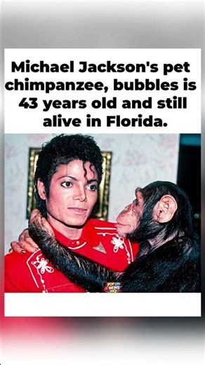 😲🐒 Michael Jackson's Pet Chimp Bubbles Is 43 Years Old—Still Alive in Florida! #shorts
