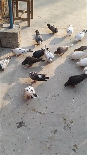 pigeon lover UP 42 kabutar 🕊️❤️😇😏👍 microcomputer subscribe Karen