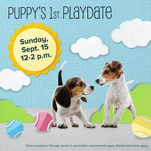 Bring your puppy aged 10-20 weeks to their first playdate to experience early socialization & safe, fun play! Call to reserve your spot now! | PetSmart | Facebook
