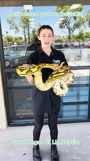 Megan wanted to tell you all some reticulated python facts, and show you just how big they can really get! Bloopers from this video, and other past videos will be coming soon! #lllreptile #bigsnake #reticulatedpython #reptilesoftiktok #fyp