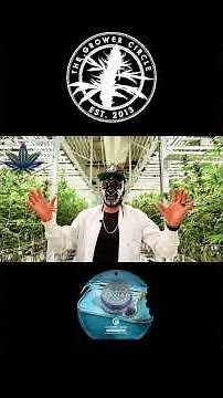 Berners Blueberry Caviar 🌌 | Exotic Cannabis Strain