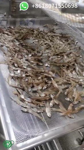How to dry dagaa fish |Anchovies dagaa Dryer |fish drying machine|Solar fish dryer#fishprocessing