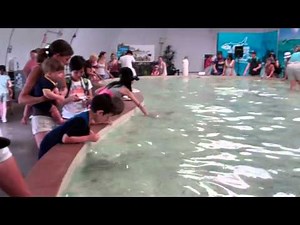 Touching The Sharks @ Stingray Bay Metro Toronto Zoo.