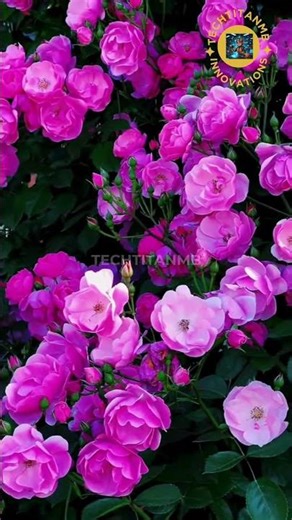 Magenta Blossom Symphony – Enchanting Flower Fields & Relaxing Garden Scenery 4K