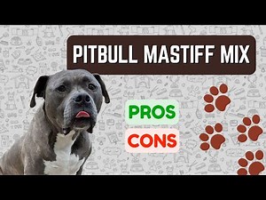 Pitbull Mastiff Mix: IMPOSING, Yet Protective!!! PRO'S & CON'S!!!
