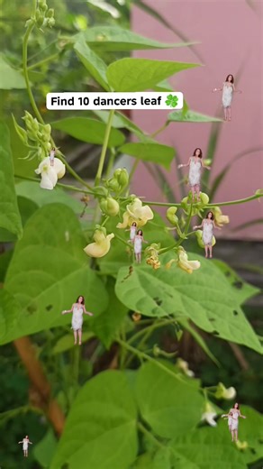 Test kemampuan ketelitian dengan temukan 10 dancers diatas daun #reelsfb #entertainment #vidiocreation #dancers #fyp | Krisna Ilyas Pdd