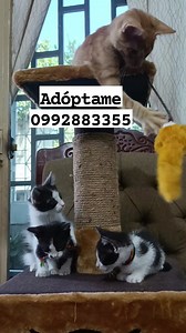 Todos estamos listos para formar parte de tu familia  3 vaquitas (2) hembras de mes y medio y un macho de dos meses COMEMOS CROQUETAS  USAMOS ARENERO  SOMOS SOCIABLES  ESTAMOS DESPARASITADOS  AYUDANOS A SALVAR VIDAS INTEGRA UN PELUDITO EN TU HOGAR HAY DEMASIADOS EN LA CALLE ESPERANDO UNA OPORTUNIDAD DE SER FELIZ  Nos dan con Kit de bienvenida NO COMPRES  MÁS INFORMACIÓN AL 0992883355 | Adopción Animal Guayaquil - AG | Facebook