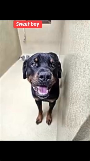 14 reactions · 78 shares | Rottweiler found stray! Needs a home immediately! Please act quickly, as the shelter has very limited space. approx 3️⃣ years old Male. Very friendly. Located at Walton County Animal Control Monroe, GA 770 267-1322 Waltonpets.net email: wcanimal@co.walton.ga.us #help #adoptdontshop #rottweiler #rottie #homeneeded #monroega #dog #atlanta | Melissa Brown Bowdoin | Facebook