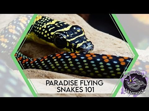 Paradise Flying Snakes 101 | Care Guide | Creatures of Nightshade