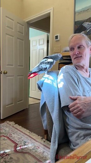 Einstein vs. Parrot Counter Measures #africangreyparrot #takingparrot #shorts