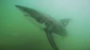 Shark attack survivor recalls fighting off beast