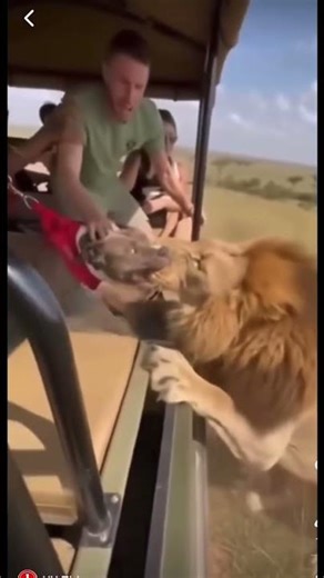 Pitbul vs Lion 2025 🔥🔥🔥