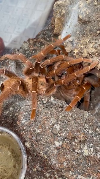 40K views · 499 reactions | P. muticus (King Baboon Tarantula) breeding video. This was one of the more crazy breedings we've seen! An oldie, but goodie. | Fear Not Tarantulas, Inc | Facebook