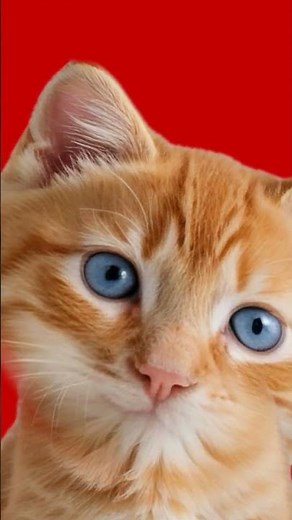 Villager news song capuccino asarsino