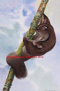 Biak glider - Alchetron, The Free Social Encyclopedia