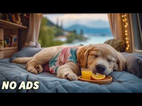12 Hours Of Relaxing Music for Dog 🎵 Calming Dog Music 🐶 Healing Sleep Music for Anxious Dogs