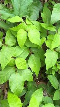 What Poison Ivy REALLY Looks Like (So You Don’t Touch It) #wildlife #poisonivy