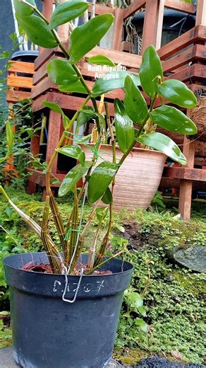 Dove Orchid Planting Experiment: 3 Media & Aloe Vera Water Spray #shorts