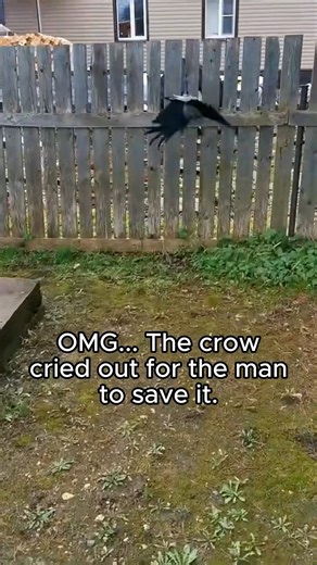 14K views · 206 reactions | T1210053 Rescue crow stuck in fence animal rescue rescueanimals animal part1 | Hearts & Paws Rescue | Facebook