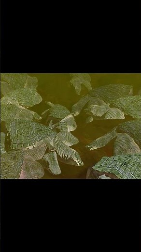 How Could Turtles Evolve to Survive the Cold?