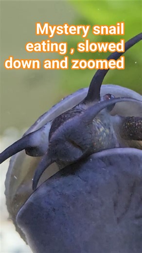 mystery snail eating,slow motion and zoomed