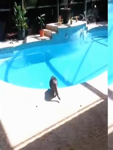 That one brain cell 🐔🧠 You can literally see the thinking process… buffering. 😭 Follow for more random daily videos 🎬 #AnimalHumor #PetVideos #RandomContent #FYP #ForYouPage #FY