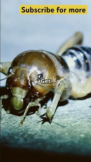 Potato bugs #facts #sciencebook #sciencefacts #science #scienceliterature