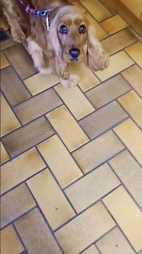 Picking up our dog from the hospital 🏥 🧡🐶 English Cocker Spaniel Robby